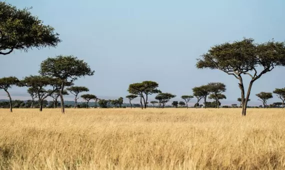 Safari u Africi