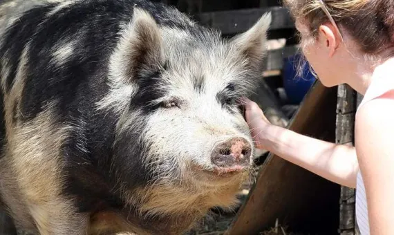 žena mazi divlju svinju NP Dilek Kušadasi