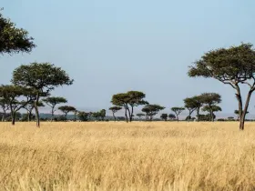 Safari u Africi