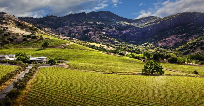 Španski vinogradi i španska vina - zeleno polje